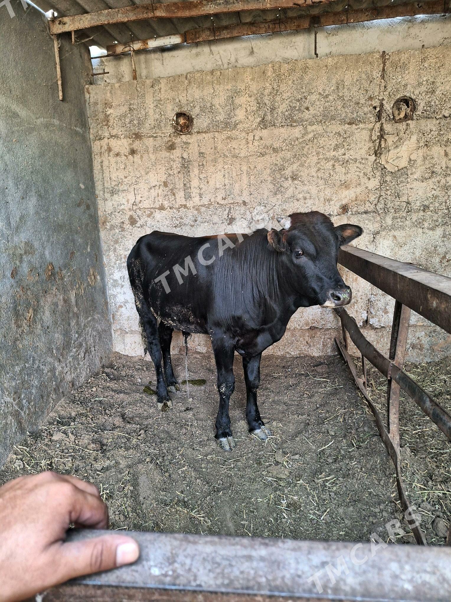 Okuz - Büzmeýin - img 2