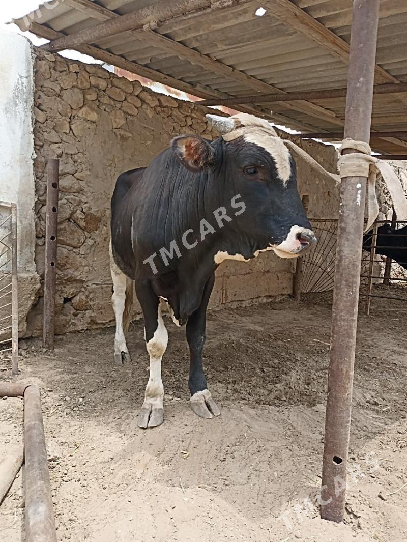 okiz - Jebel - img 2