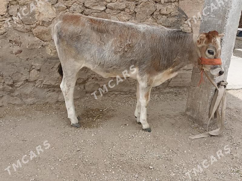 gacarlar - Jebel - img 2
