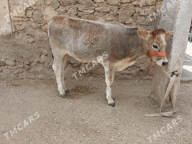 gacarlar - Jebel - img 3