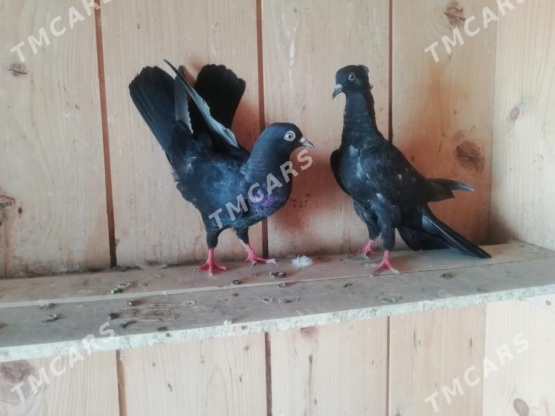 Kepderi - Balkanabat - img 3