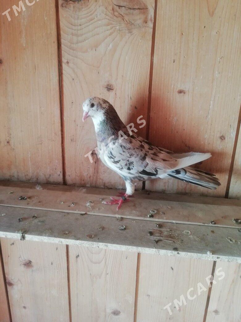 Kepderi - Balkanabat - img 2