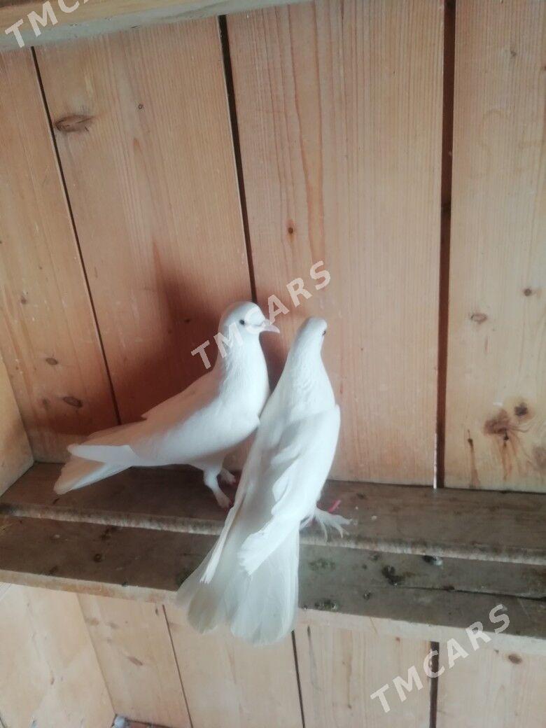Kepderi - Balkanabat - img 3