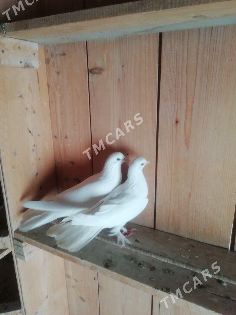 Kepderi - Balkanabat - img 2