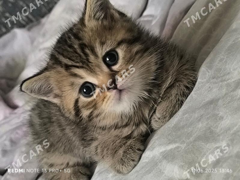 Шотландский котик - 30 mkr - img 2