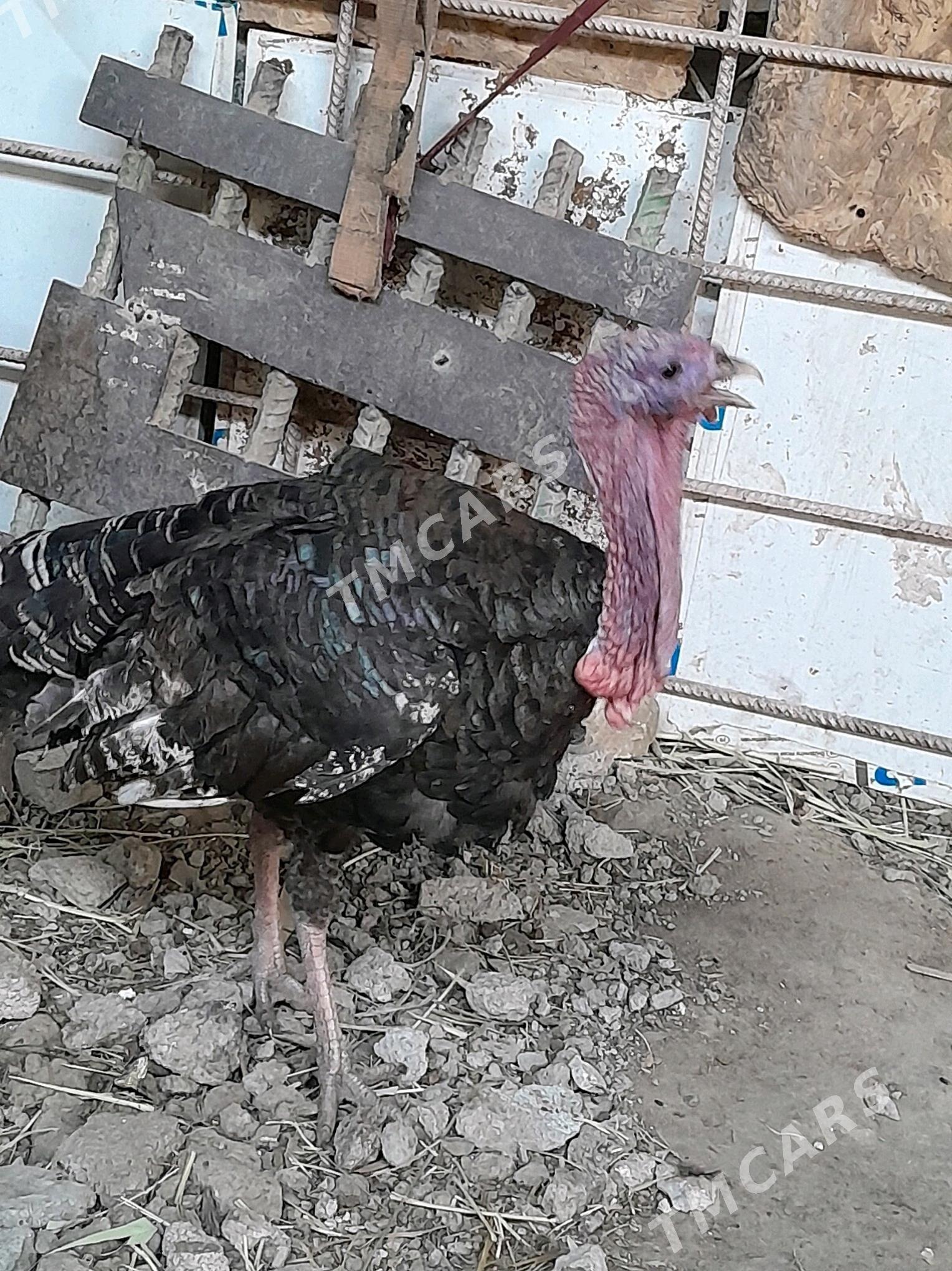 Erkek induk - Aşgabat - img 2