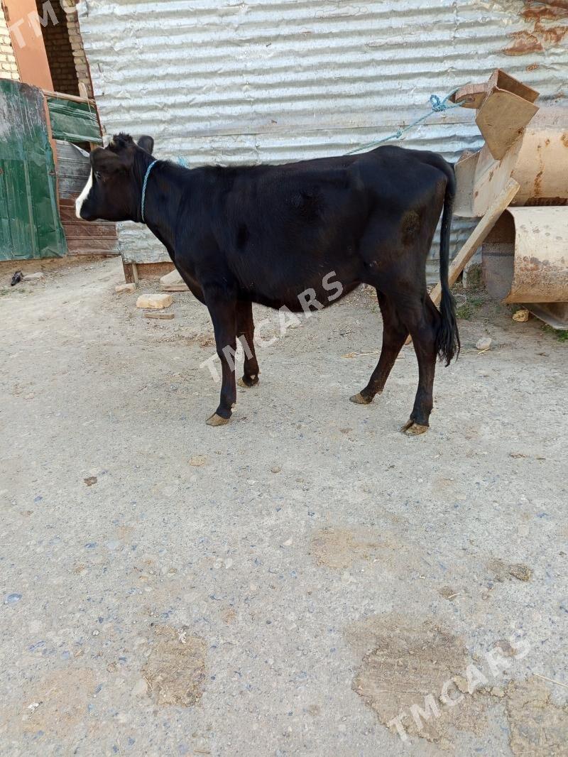 unajyn - Çärjew - img 3