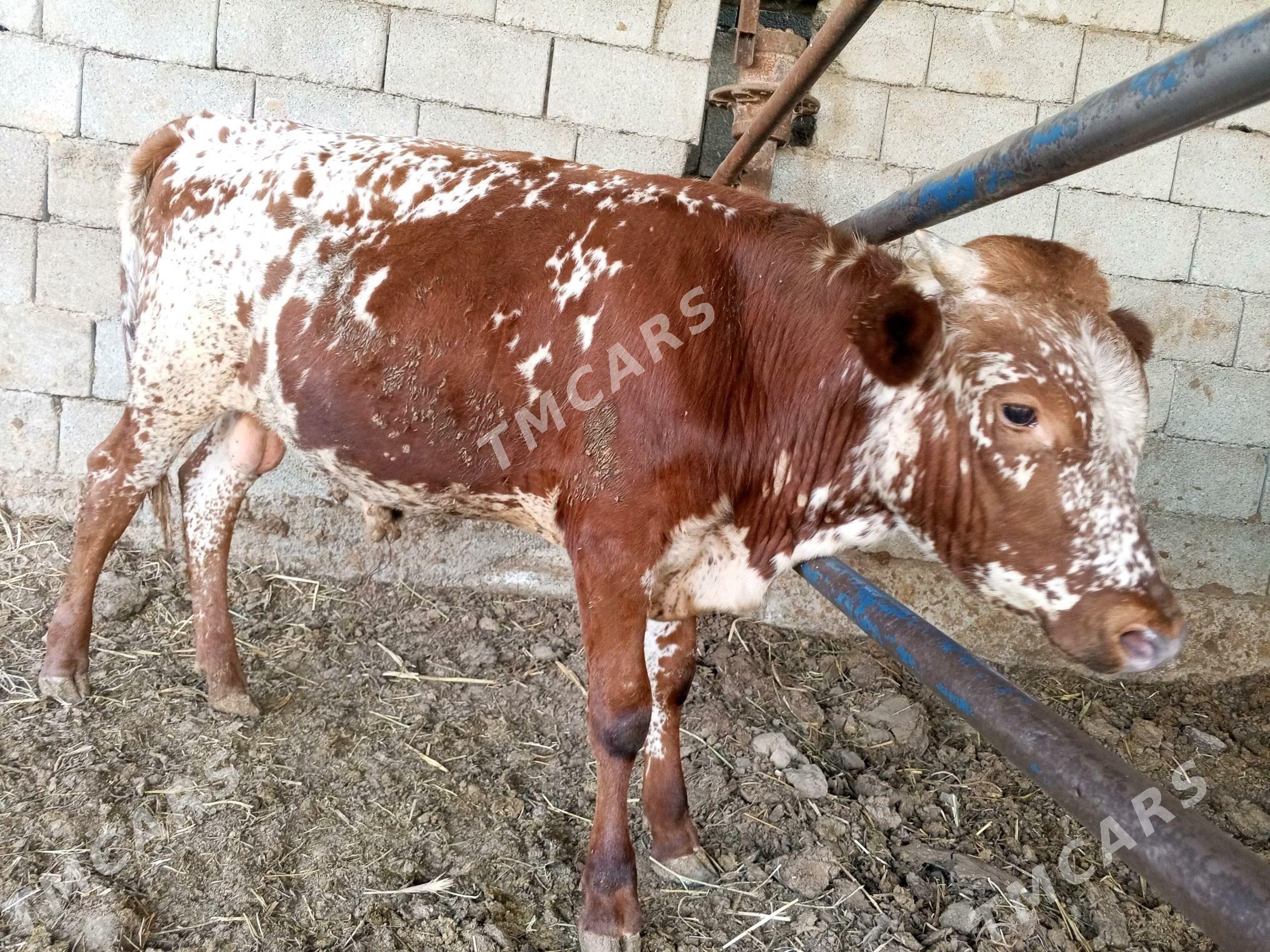 Ýaşy yeten öküz - Gökdepe - img 2