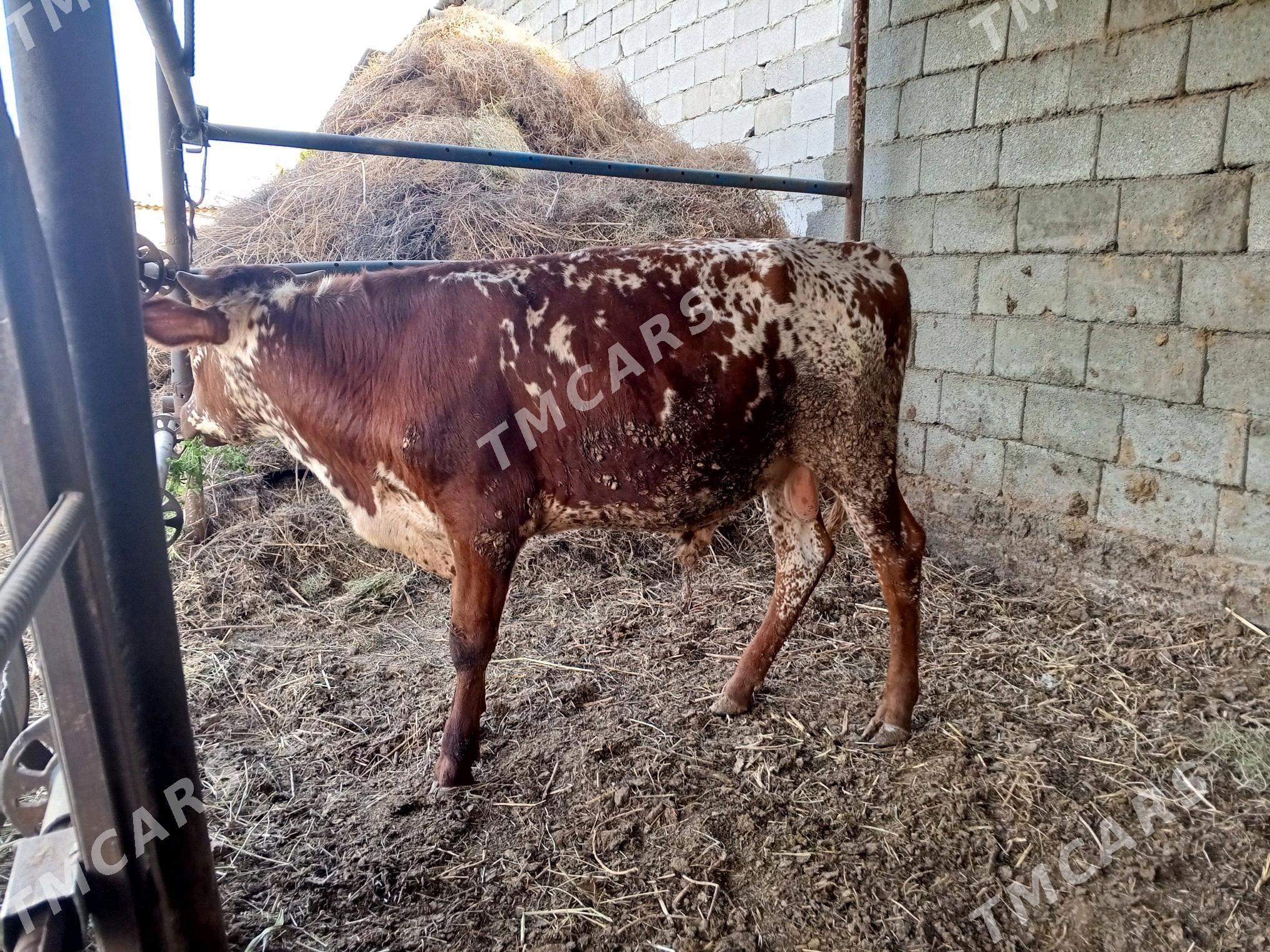 Ýaşy yeten öküz - Gökdepe - img 4