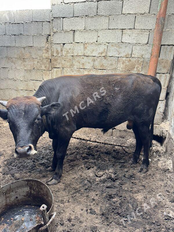 öküz - Çoganly - img 2