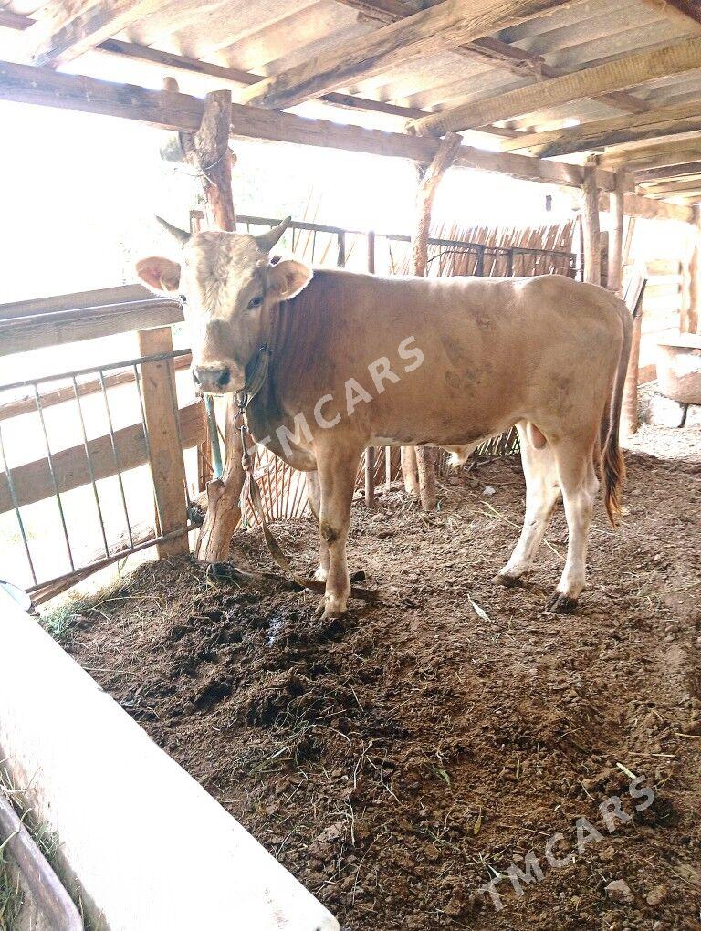 Sves Okuzce - Mary - img 3