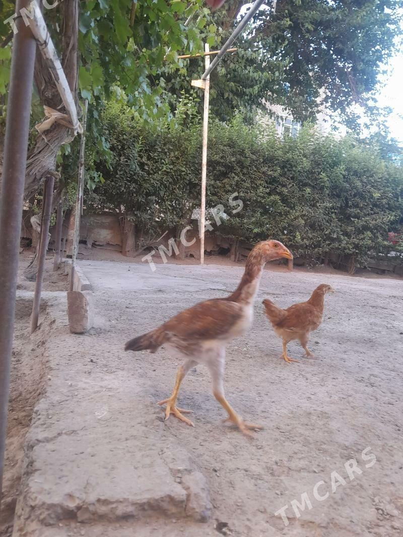 juje - Daşoguz - img 1