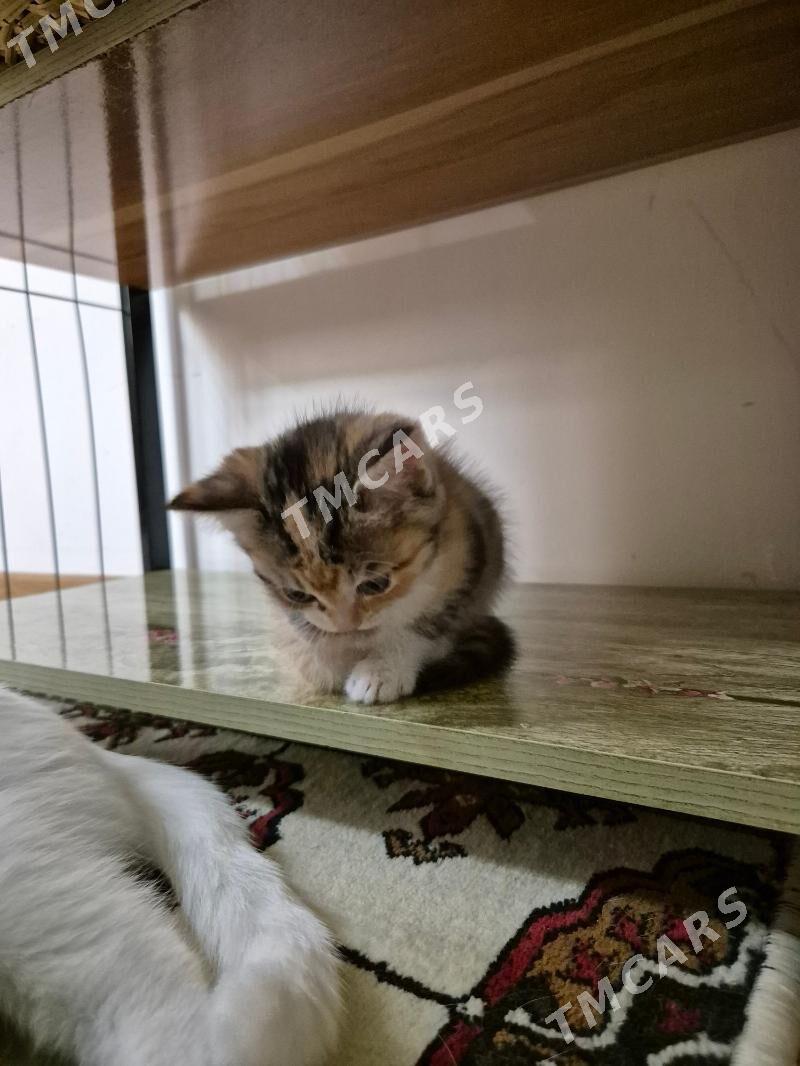 котята - Aşgabat - img 6