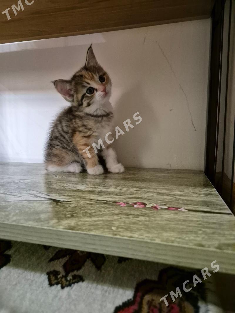 котята - Aşgabat - img 8