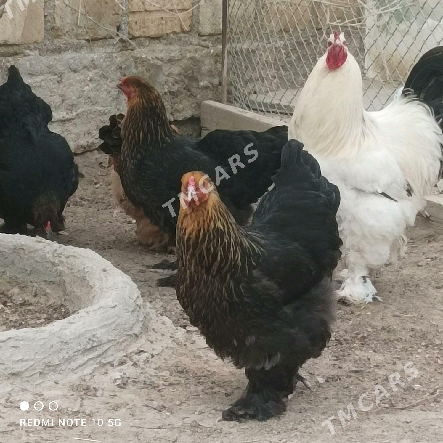 brama towuklar - Gumdag - img 2