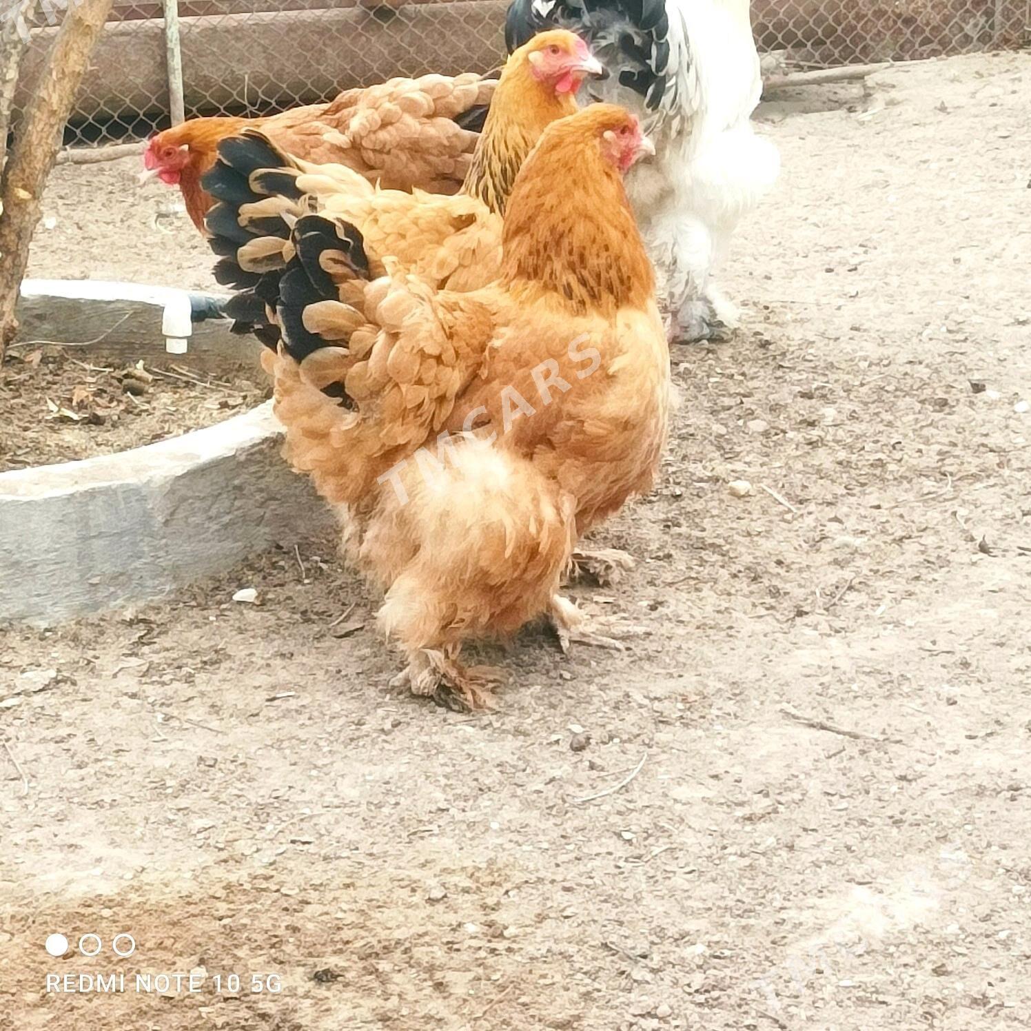 brama towuklar - Gumdag - img 3