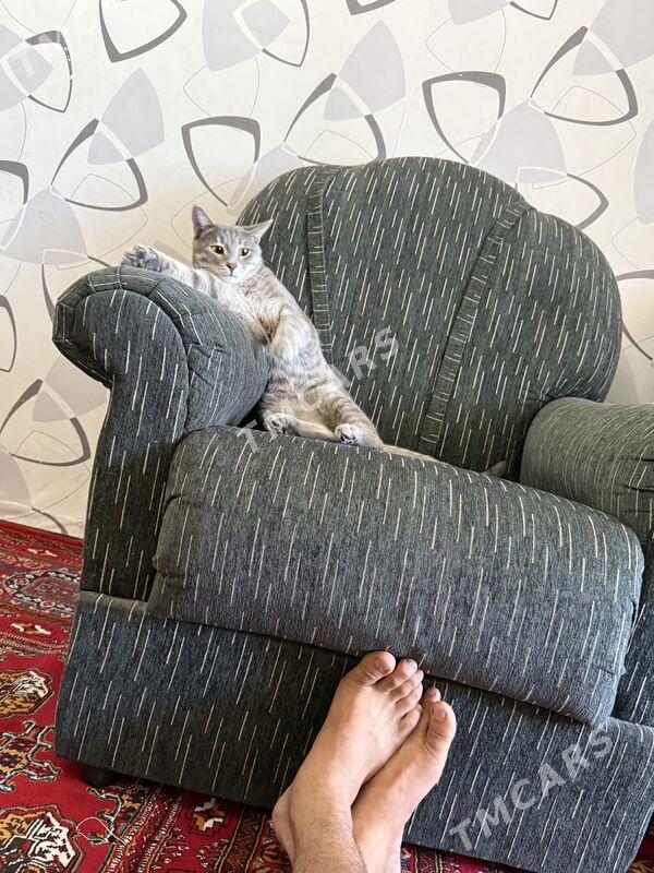 кот - Parahat 2 - img 2