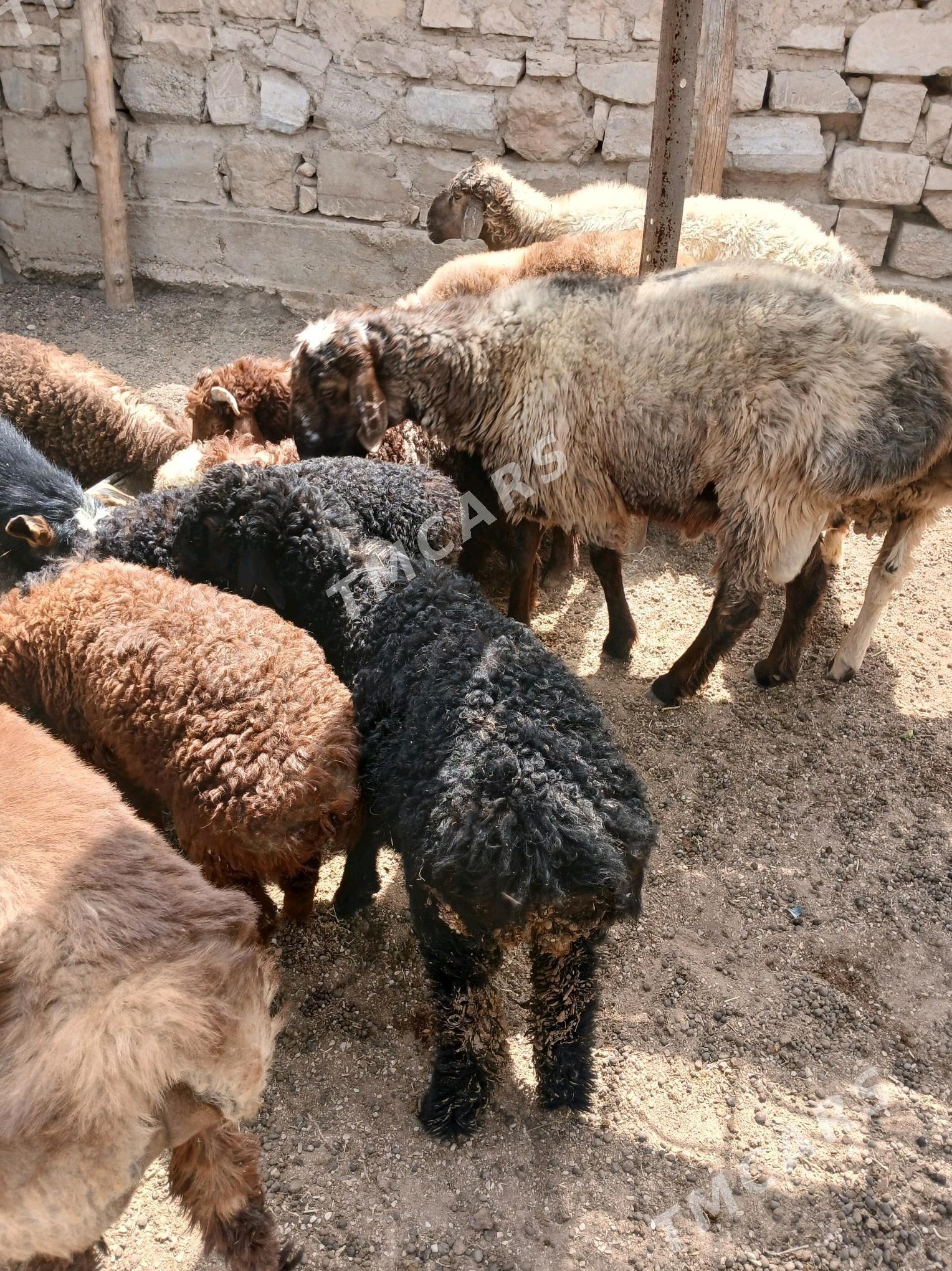 tokly - Balkanabat - img 2