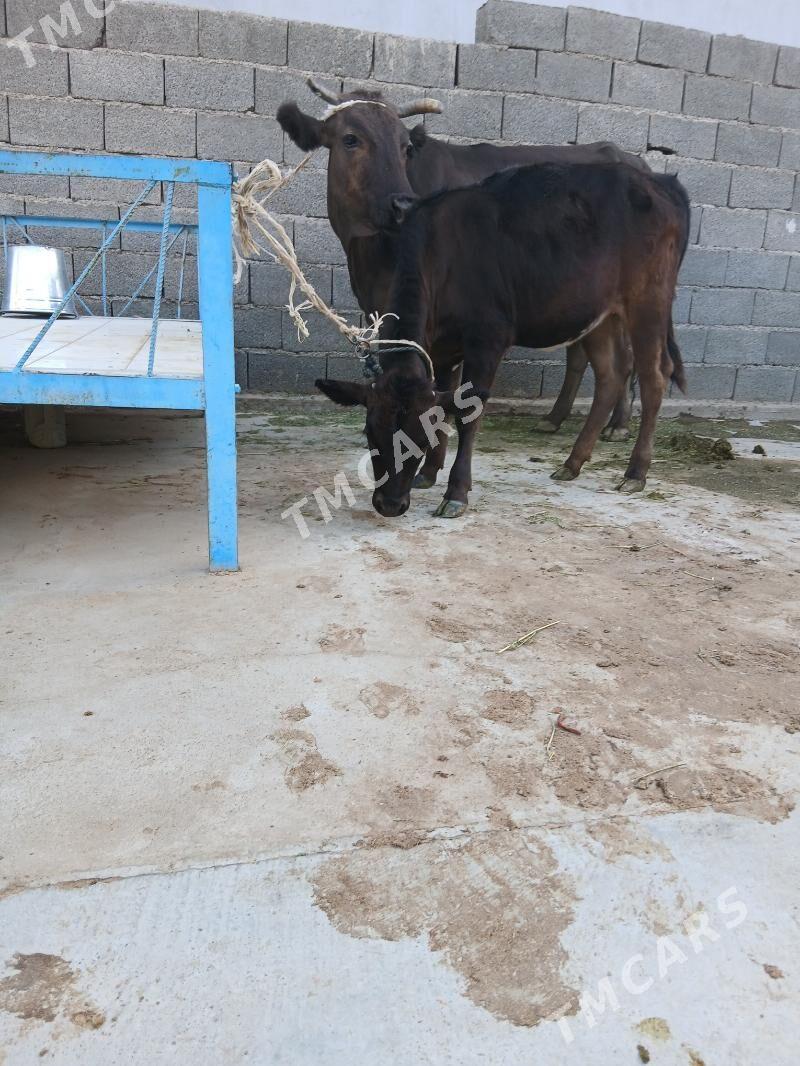 Göleli sygyr - Çoganly - img 2