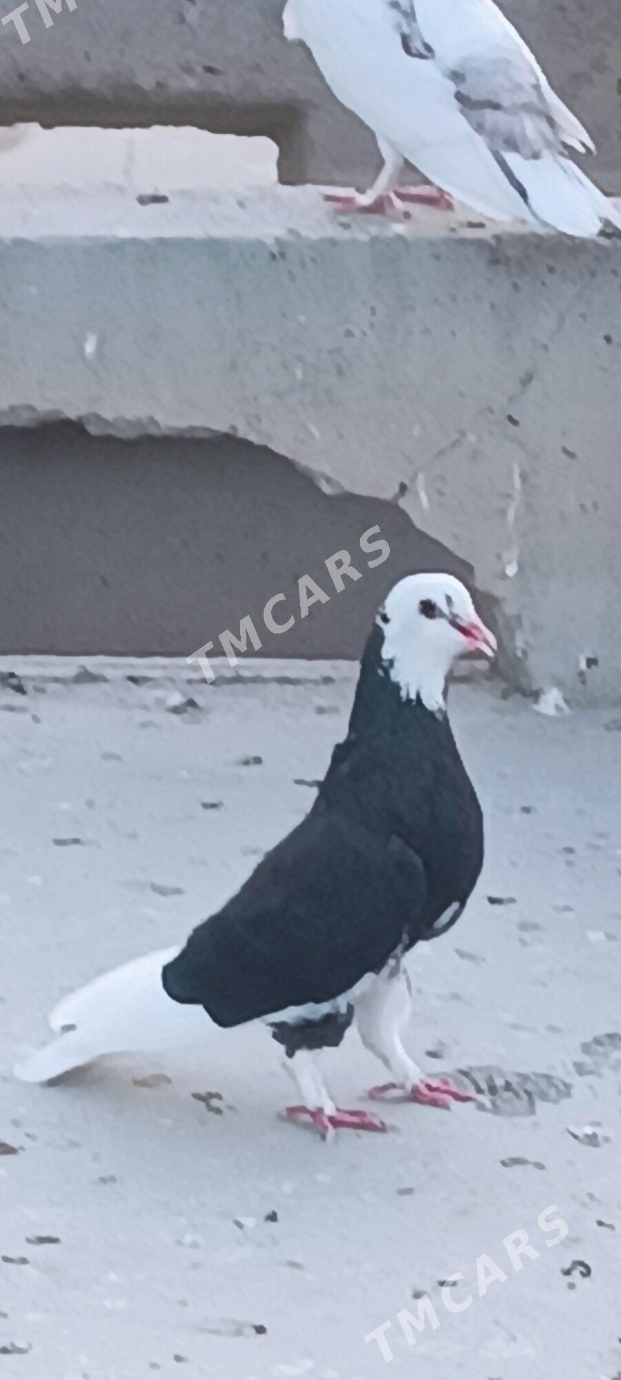 kepderi - Aşgabat - img 6