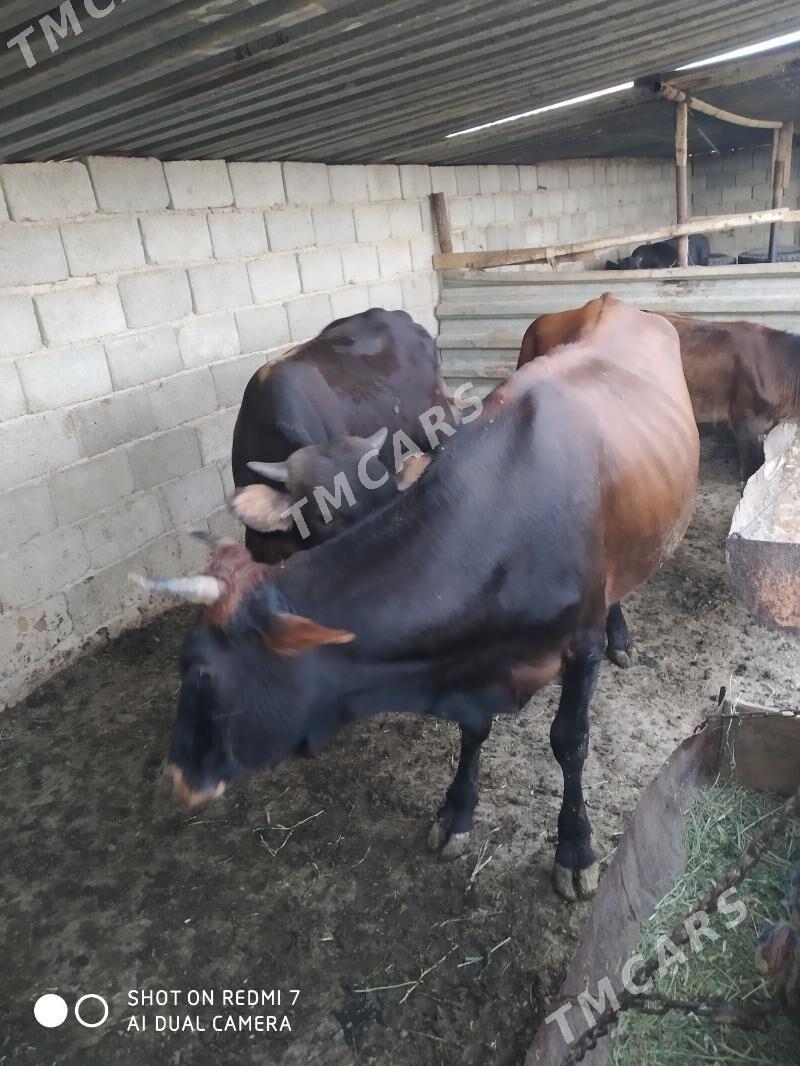 öküz - Türkmenbaşy - img 2