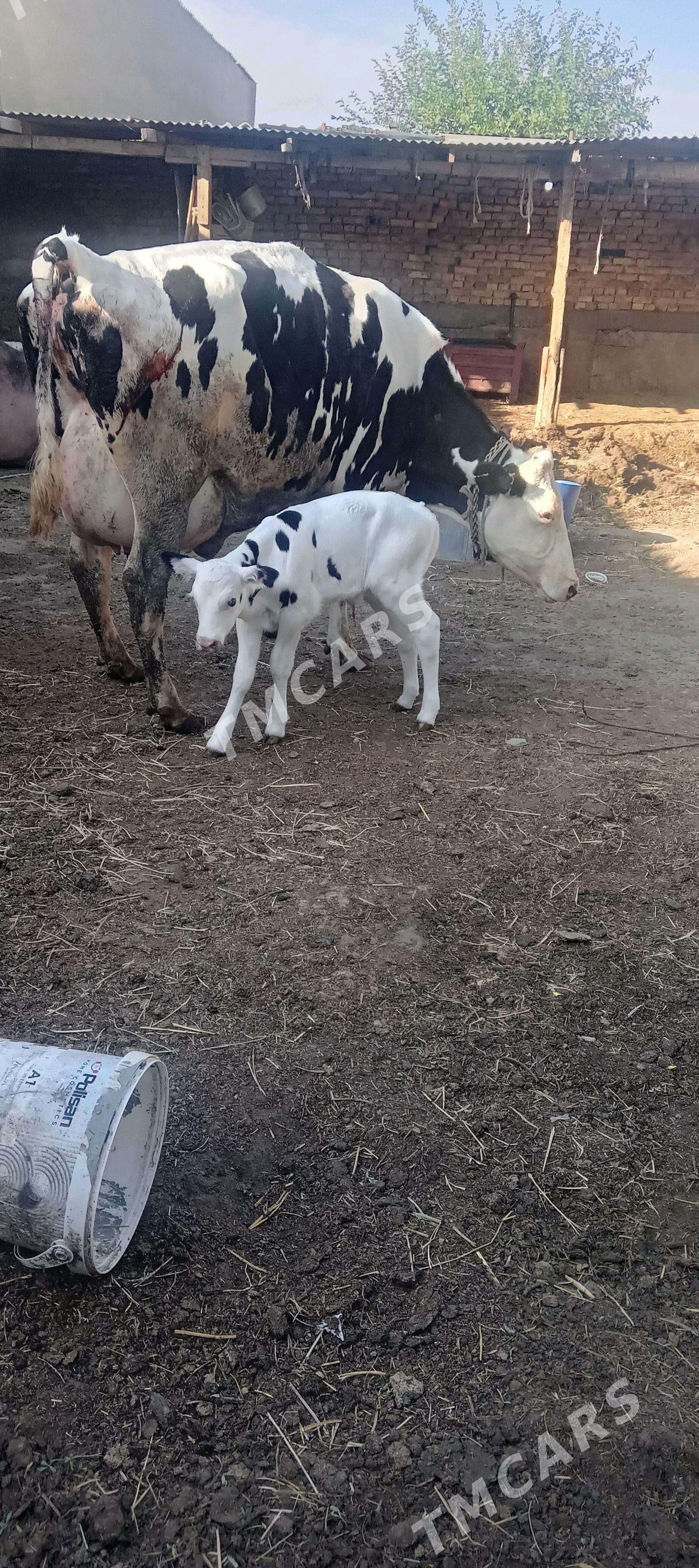 Goleli sygyr - Çoganly - img 2