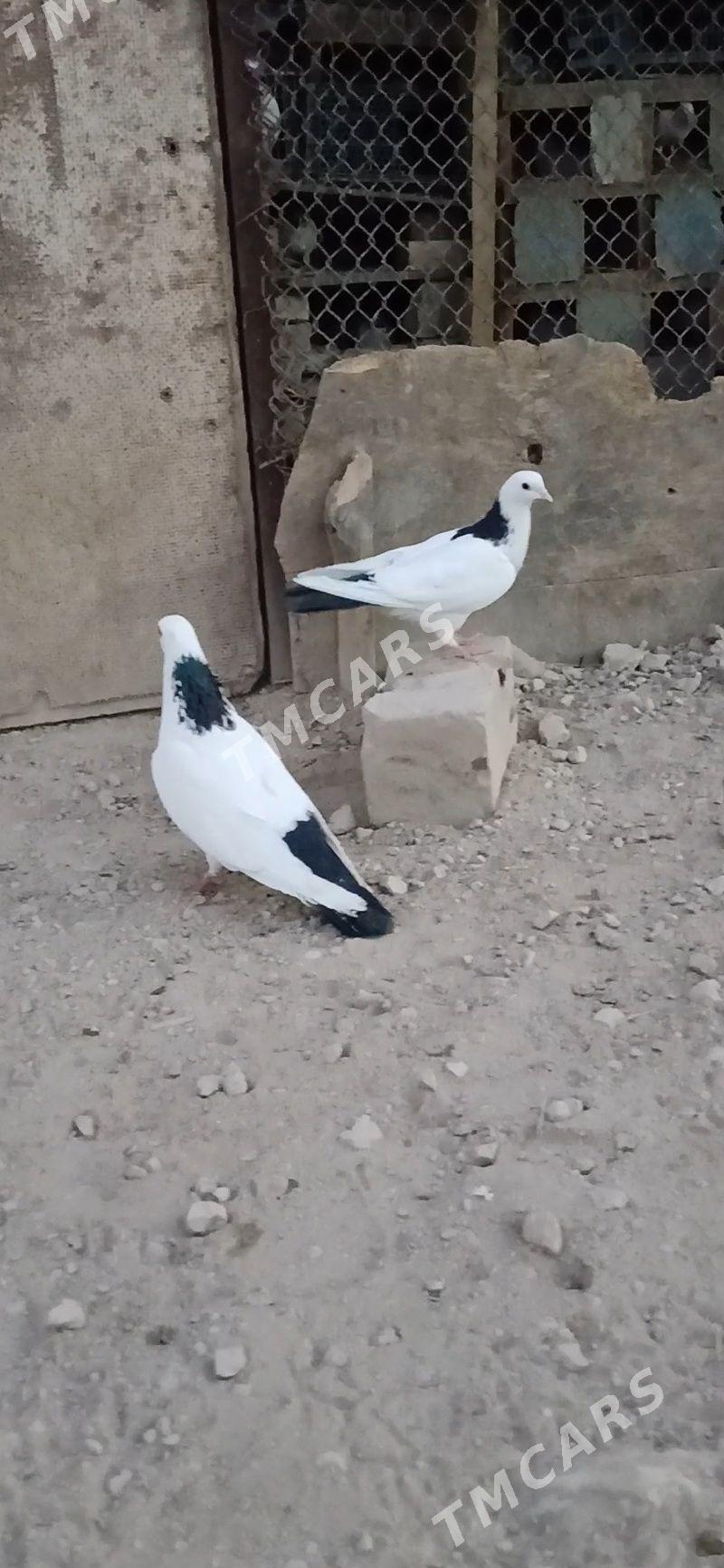 kepder - Mary - img 3
