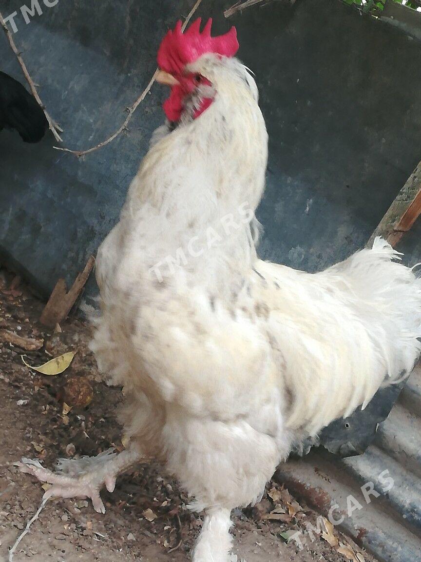 Horaz - Balkanabat - img 2