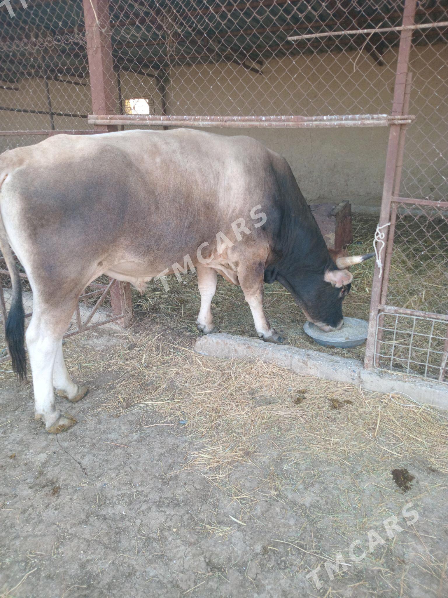 Öküz - Kaka - img 3