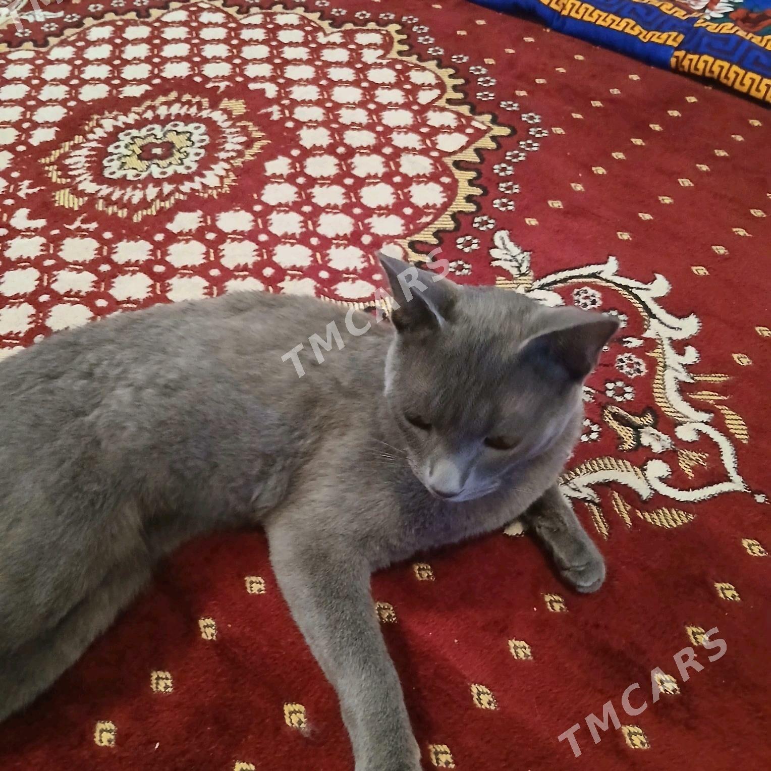 British shorthair - Türkmenabat - img 4