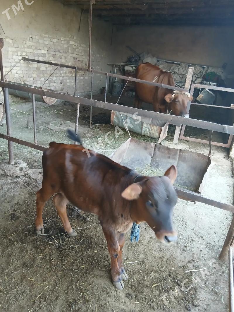Göleli sygyr - Wekilbazar - img 2