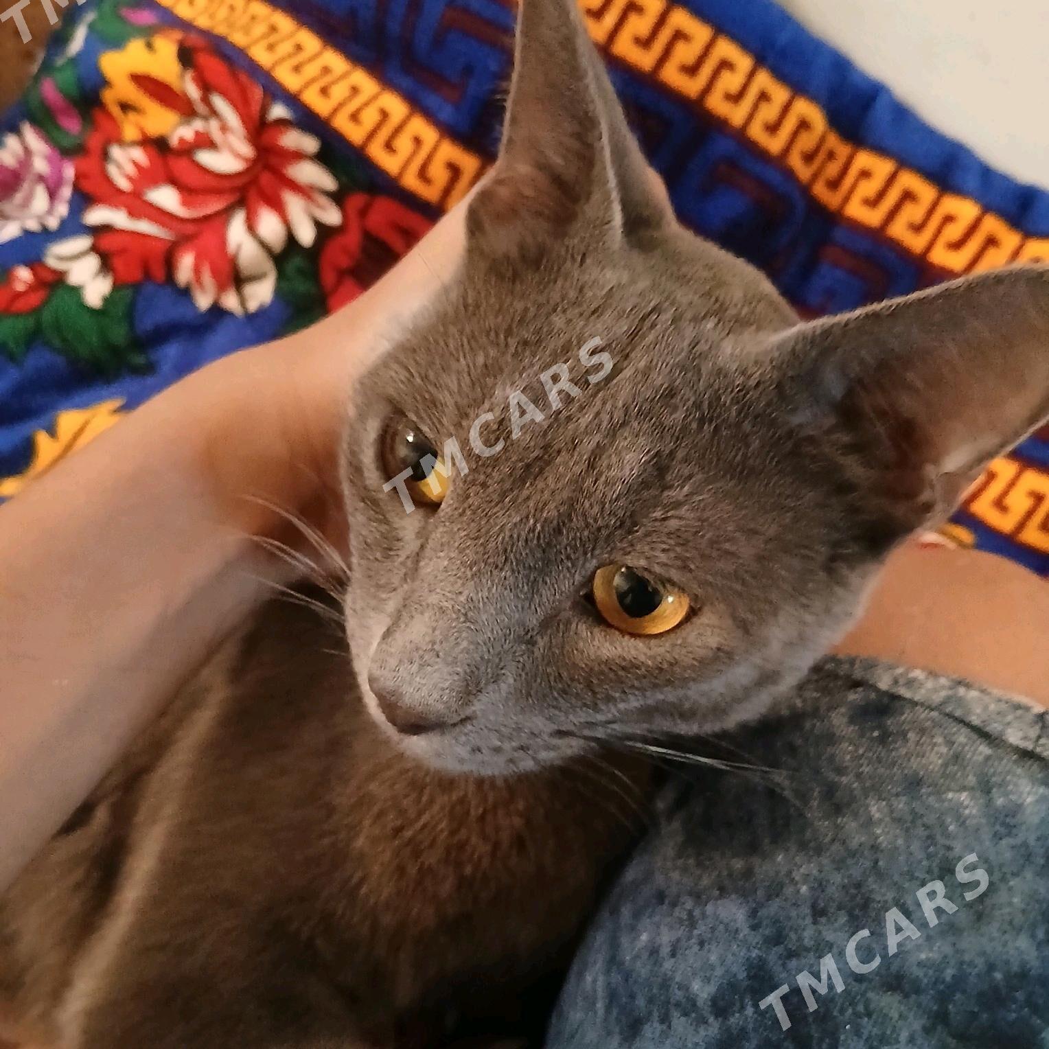British shorthair - Türkmenabat - img 2
