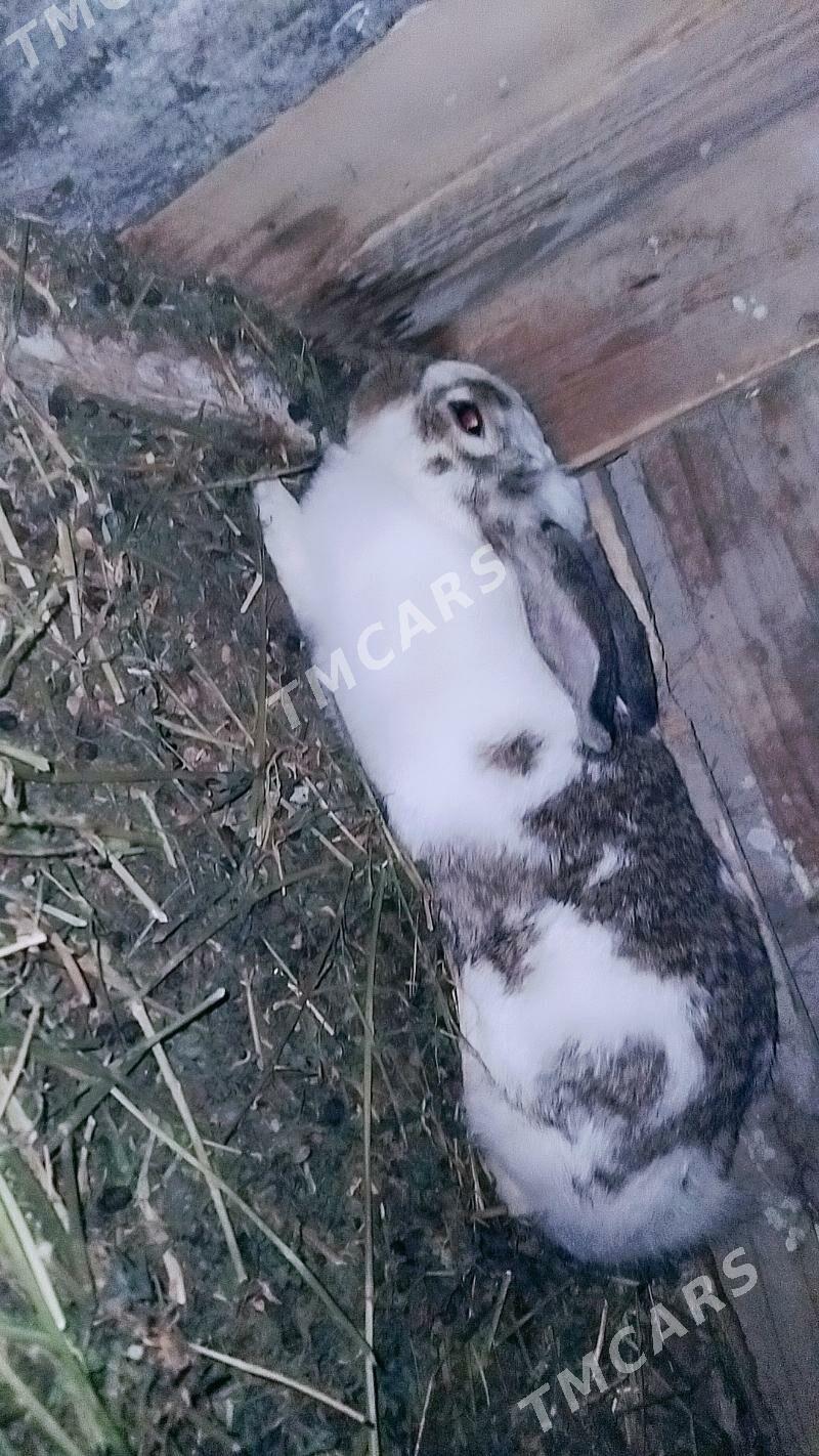 Tovşan - Şabat etr. - img 3
