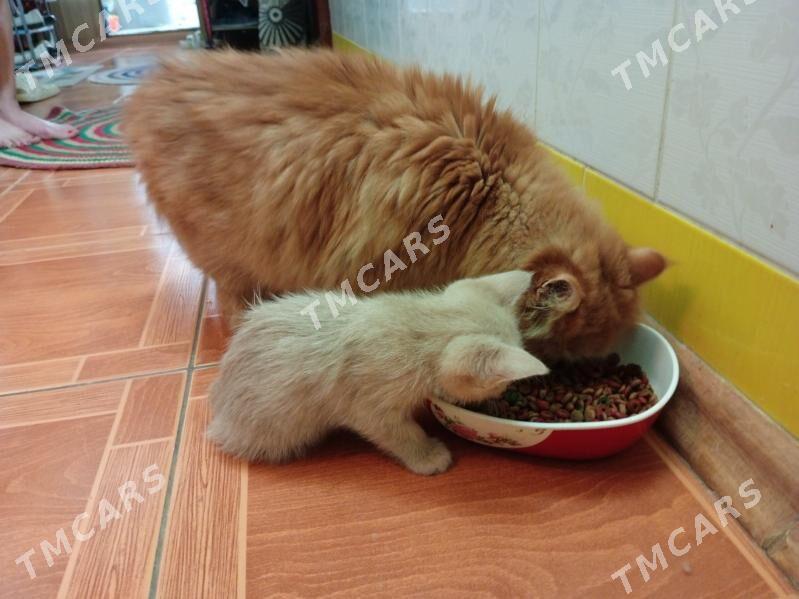 кошка - Türkmenabat - img 3