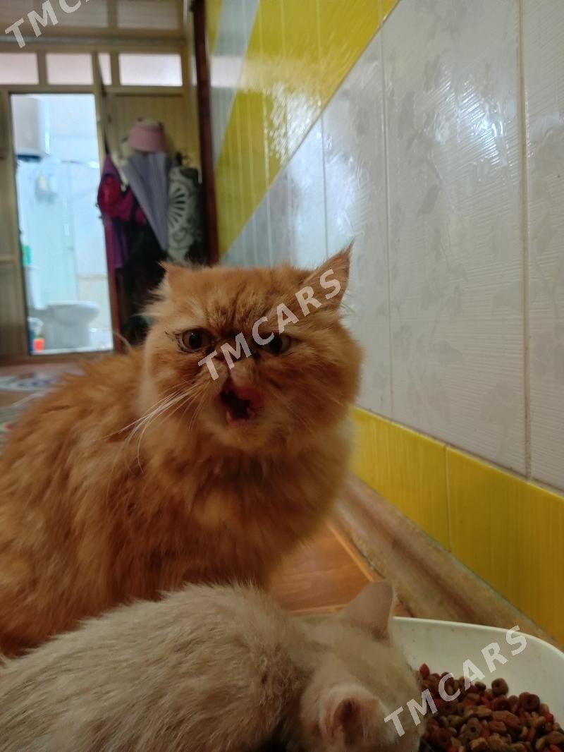 кошка - Türkmenabat - img 2