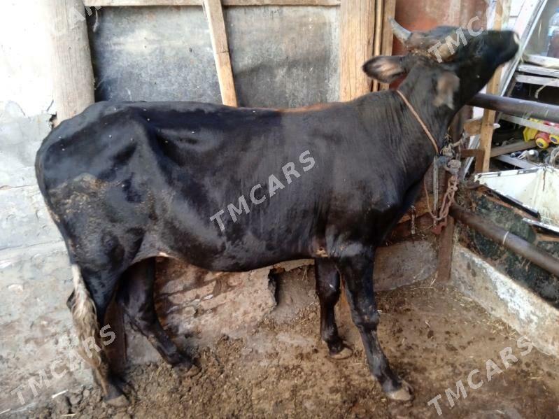 3 sany öküz - Türkmenabat - img 3