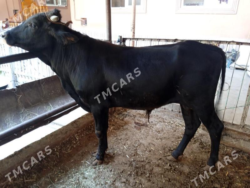 3 sany öküz - Türkmenabat - img 4