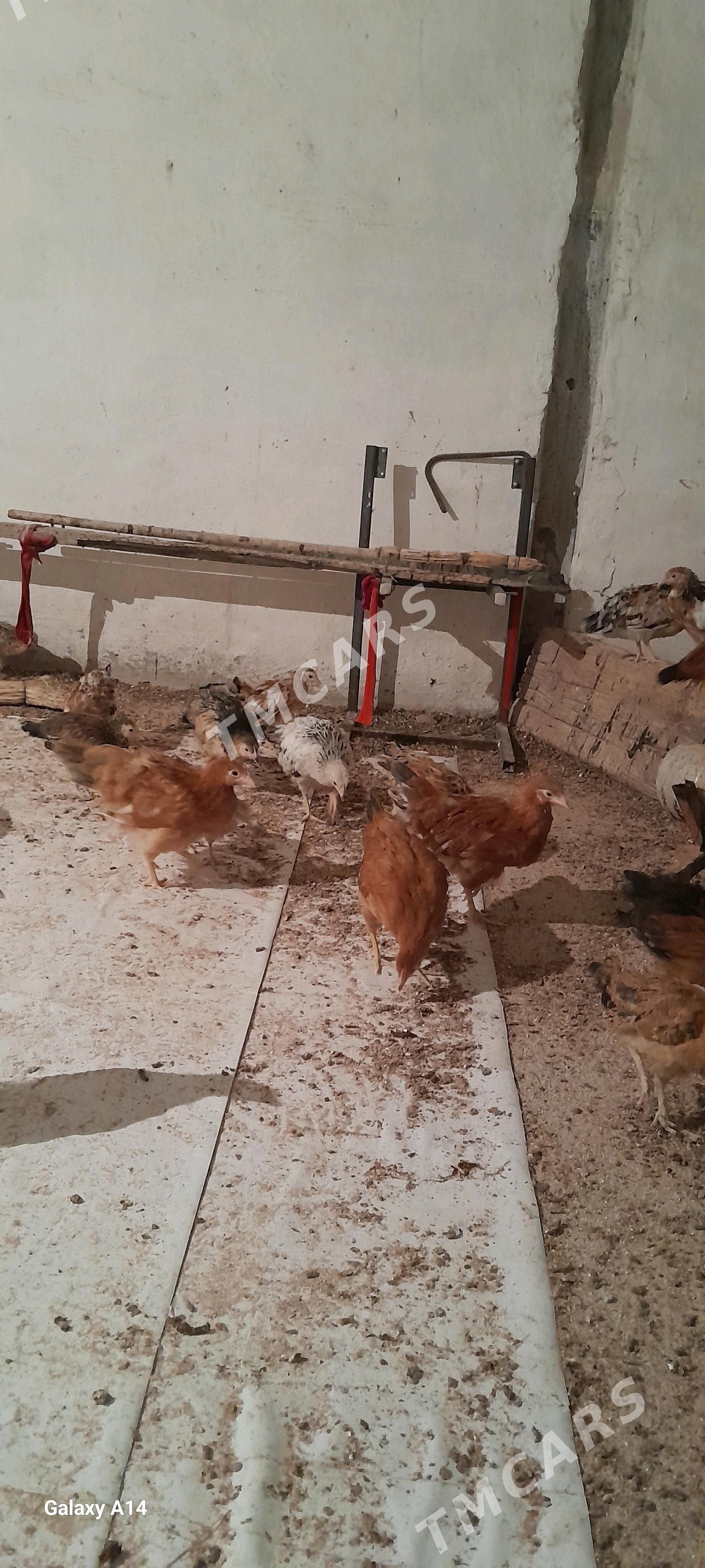 jüje 3 ỳarym aý - Gökdepe - img 2