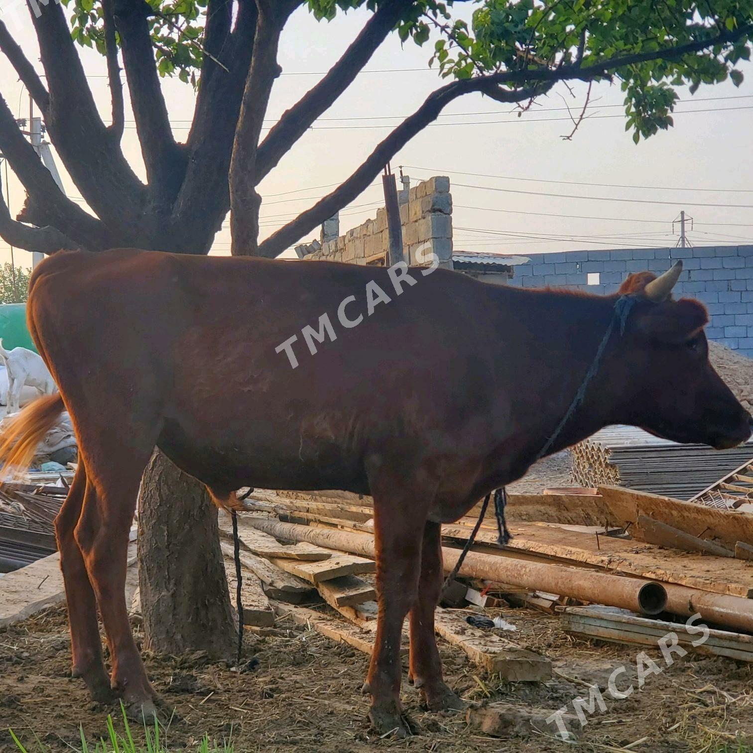 Öküz.bakyly.mallar - Garadamak Şor - img 2