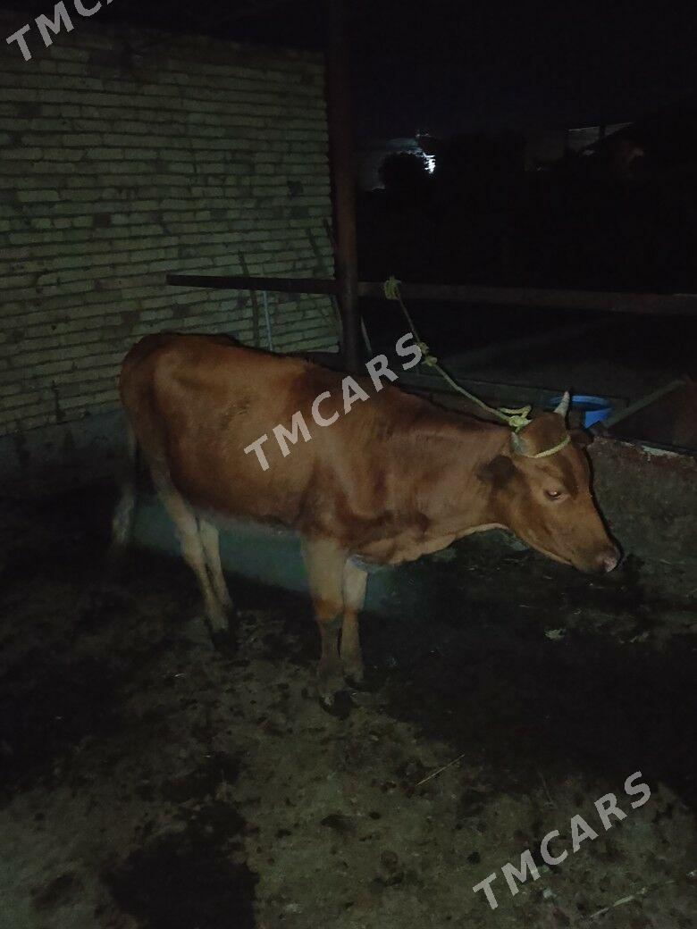 UNAJYNLAR - Çärjew - img 1