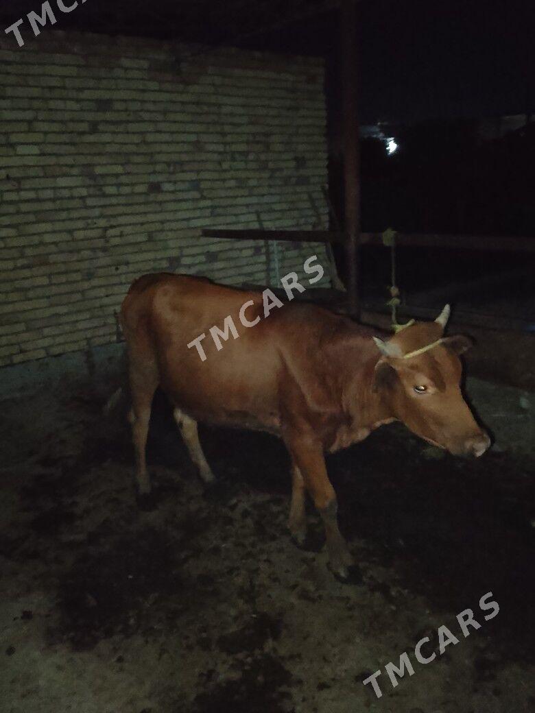 UNAJYNLAR - Çärjew - img 2