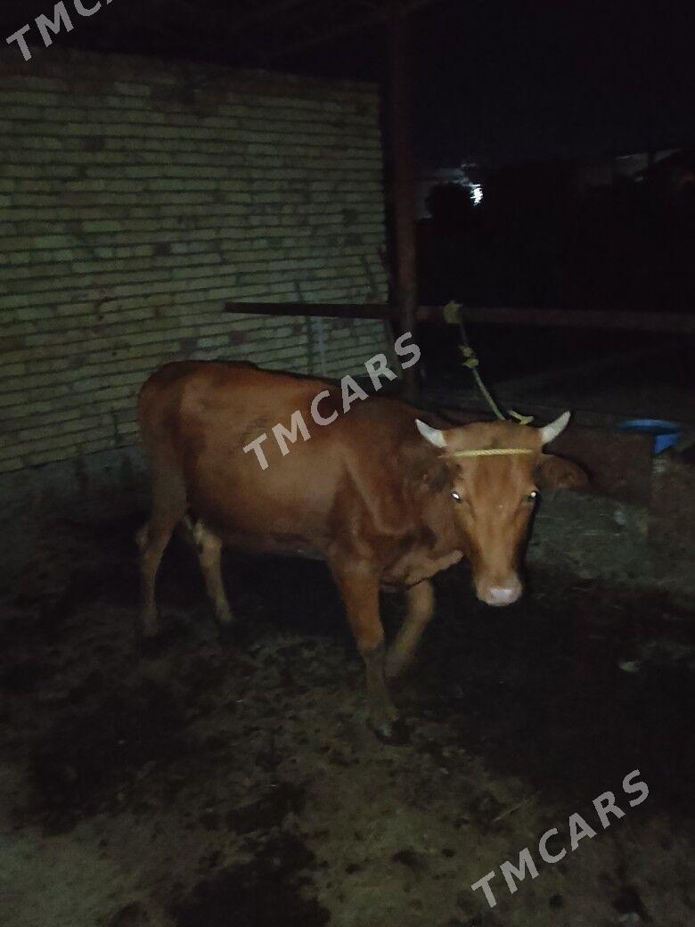 UNAJYNLAR - Çärjew - img 3