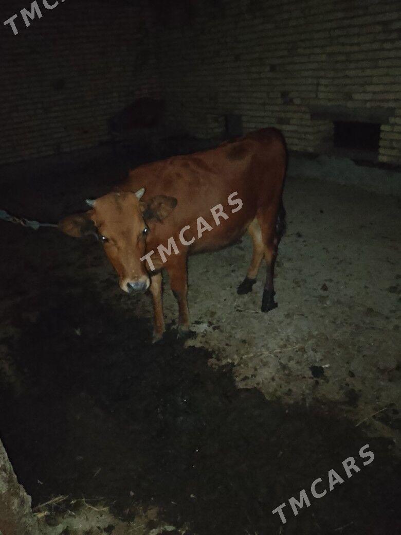 UNAJYNLAR - Çärjew - img 6