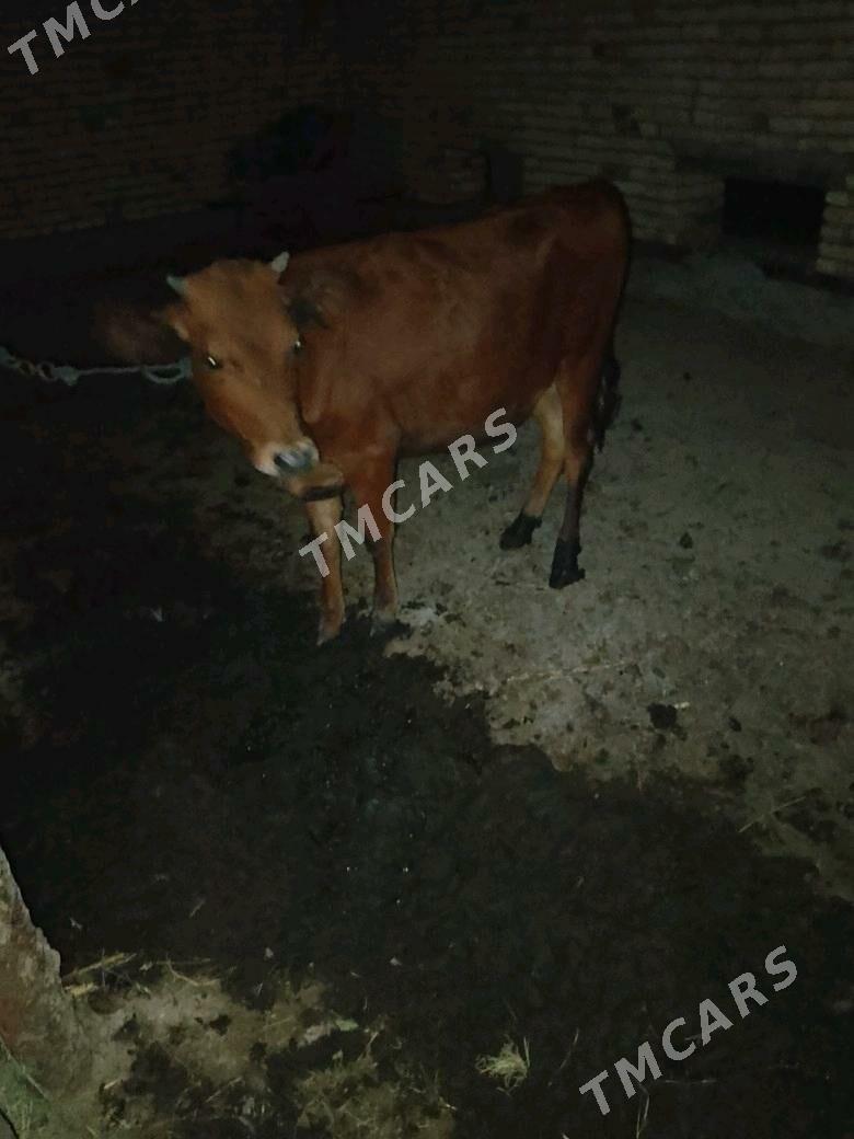 UNAJYNLAR - Çärjew - img 10
