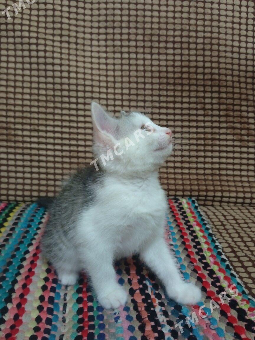 Кошечка - Daşoguz - img 2