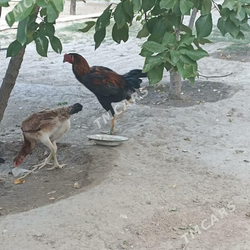 Tasgent - Aşgabat - img 7