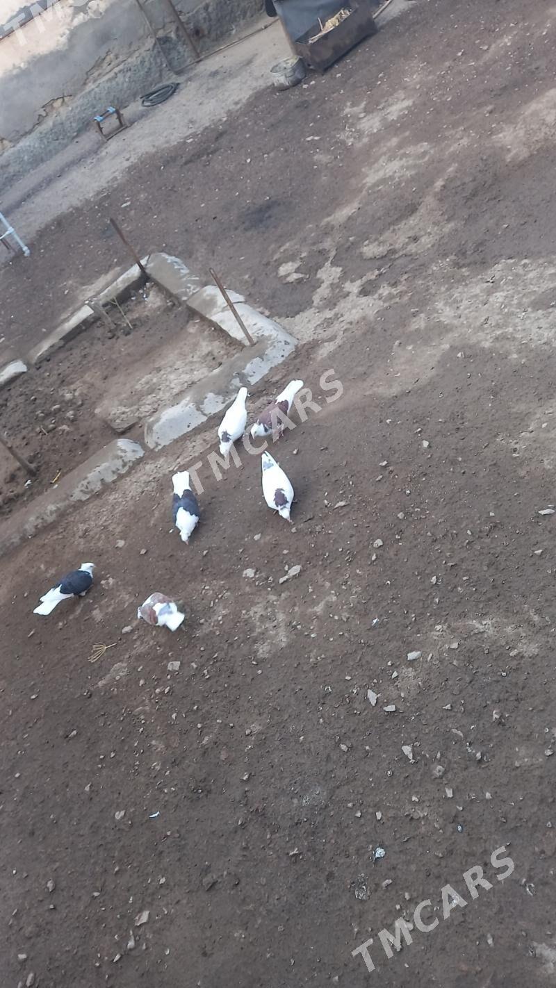 kepderi - Daşoguz - img 2