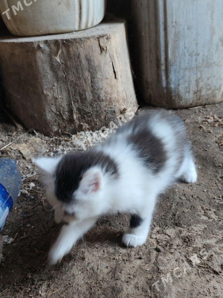 ene pisik iki cagasy bn - Дашогуз - img 5