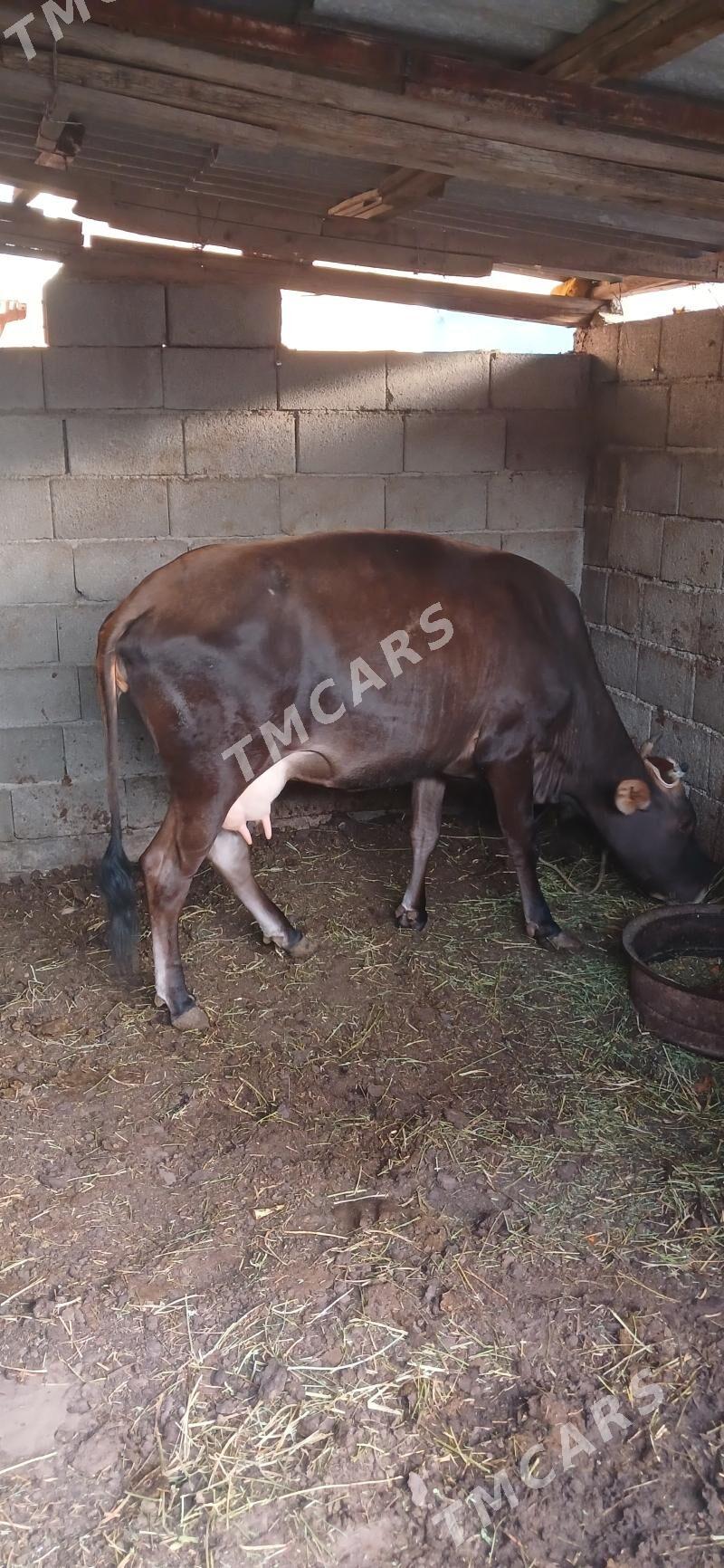 ŞWES  SYGYR - Çoganly - img 2