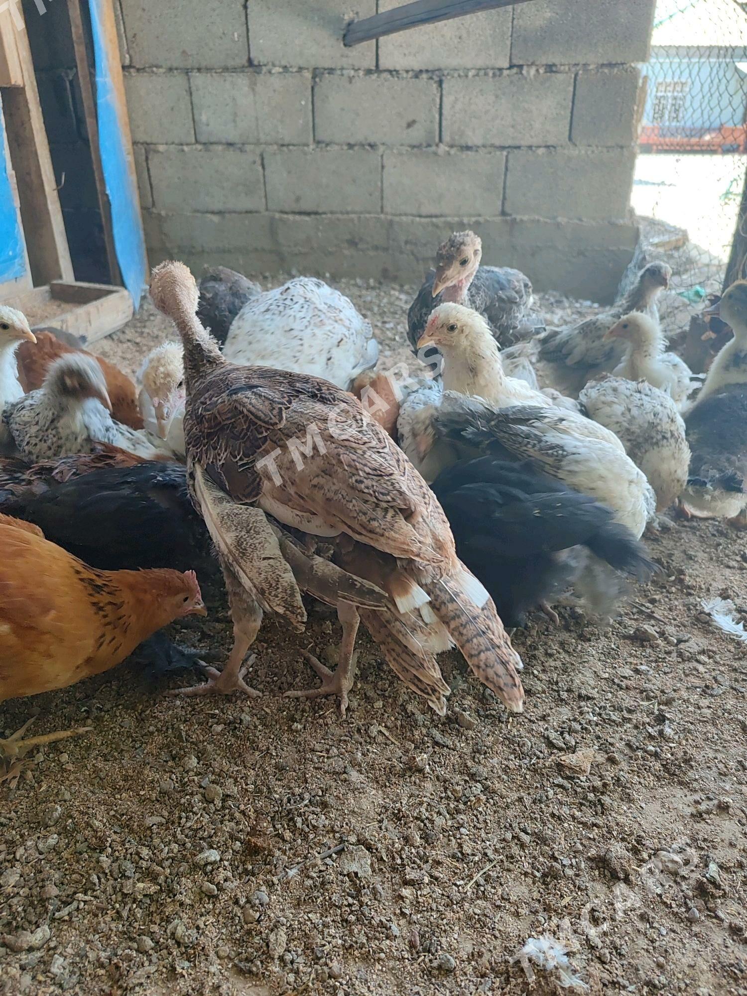 induk juyje - Aşgabat - img 3